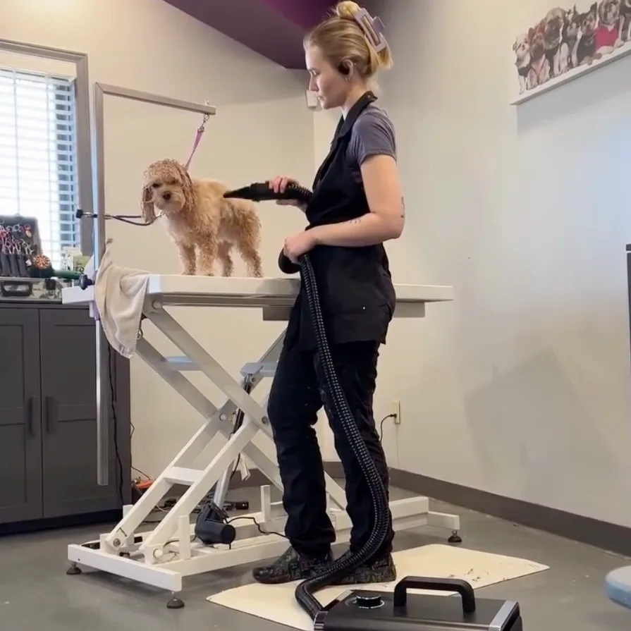 A professional groomer using a Rover's Edge dryer on a dog in a salon